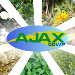 AJAX 50 WP (10 G)
