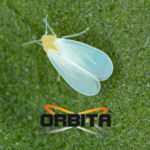ORBITA SC (1 L)