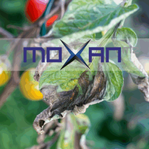 MOXAN MZ WP (1 KG)